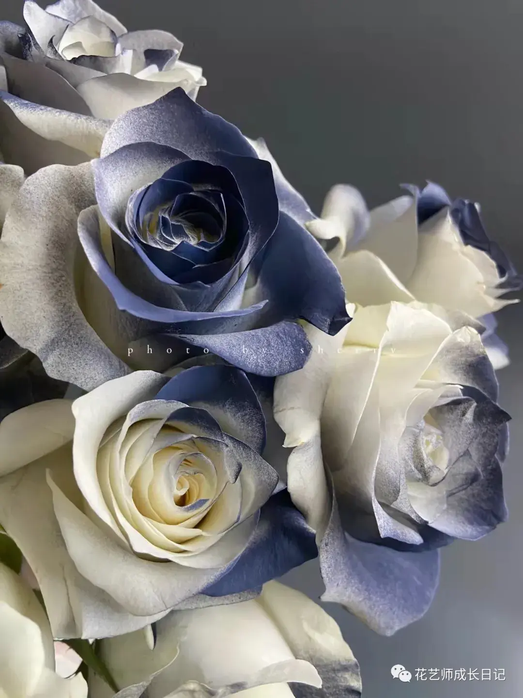 的碎冰蓝就有很多花友用的是骄傲,傲娇玫瑰的白与众多蓝色都超级搭