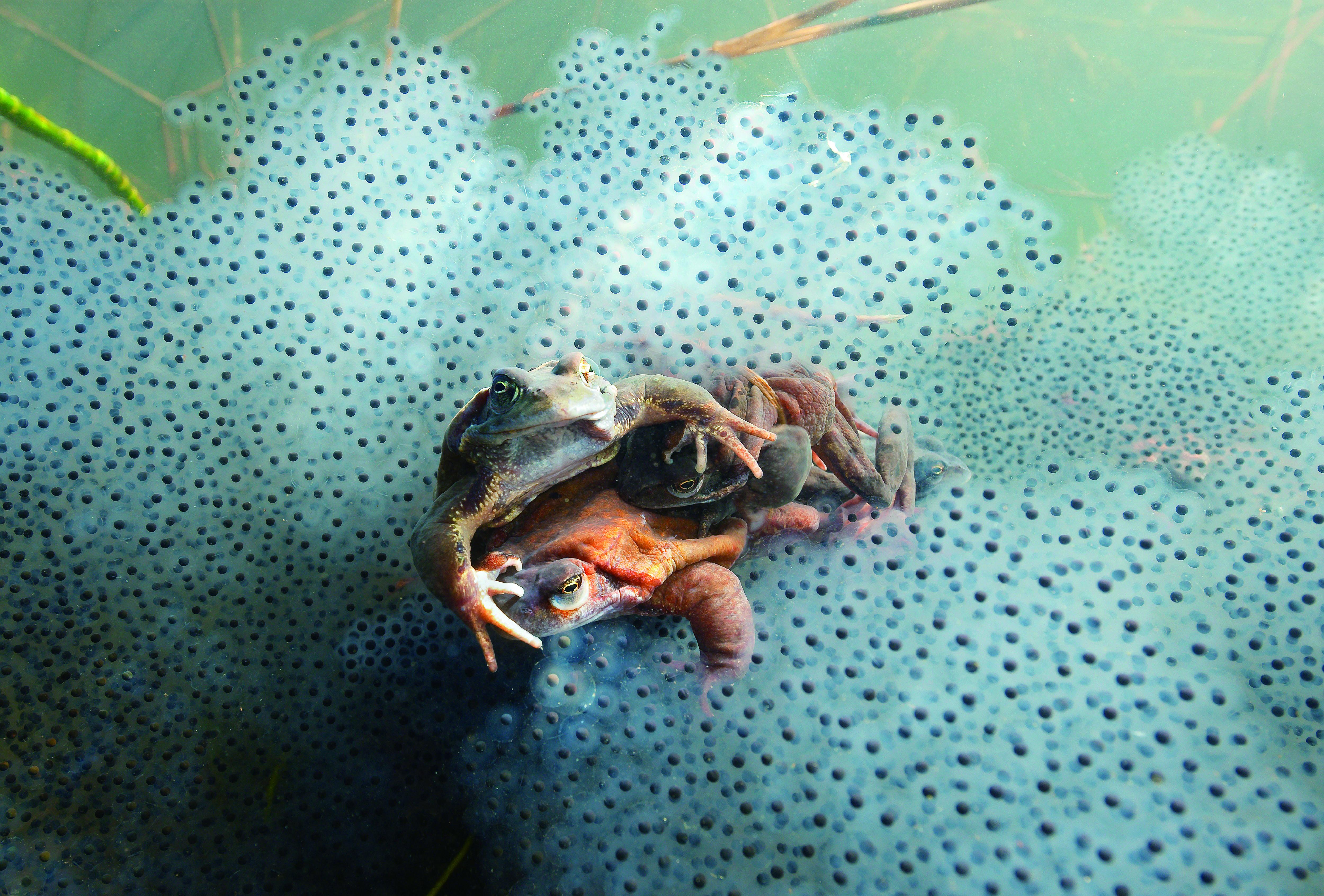爱的季节动物们是如何交配的
