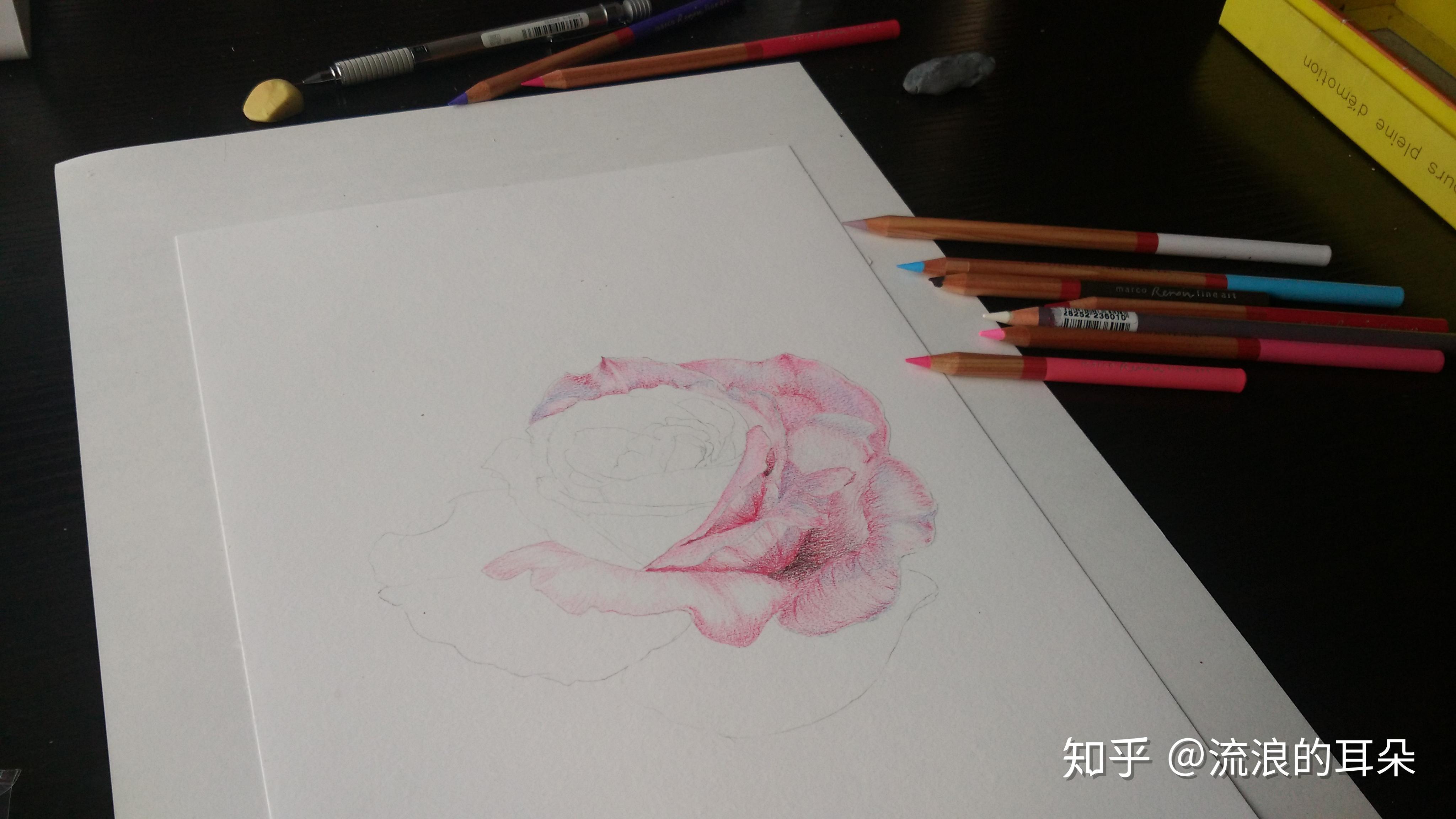 月季手绘过程 - 知乎