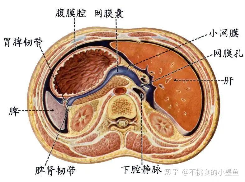 壁腹膜与脏腹膜互相移行形成的潜在性间隙称腹膜腔3,大网膜:呈围裙状