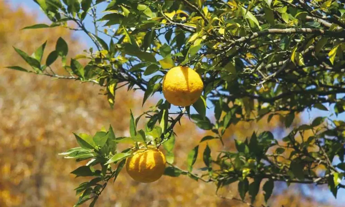 diptyque东京柑橘徜徉在清晨的柑橘园里