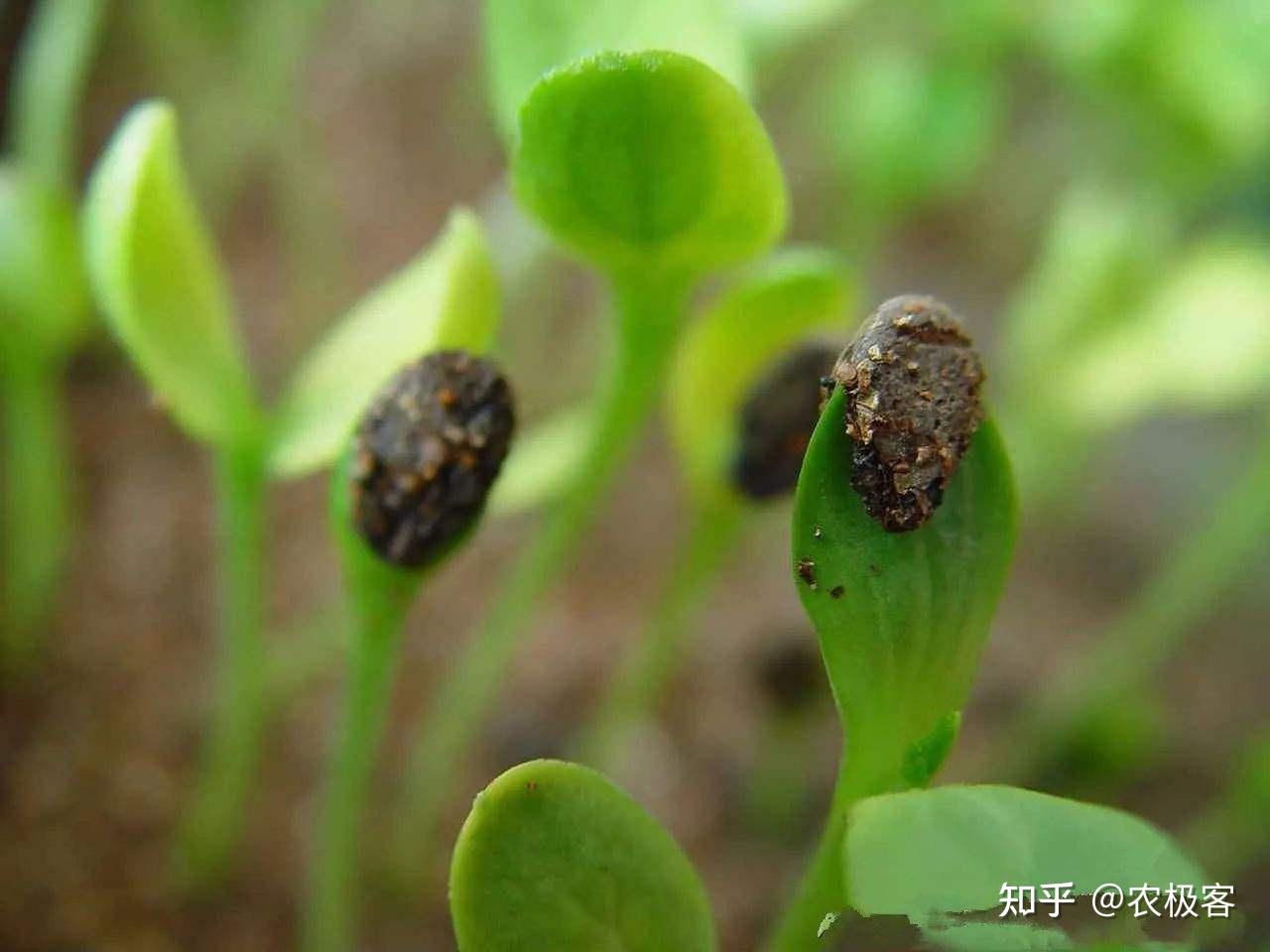 1,子叶"戴帽"出土