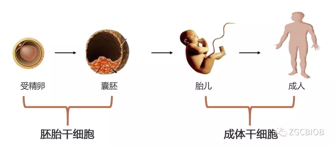 干细胞为何如此受众人追捧
