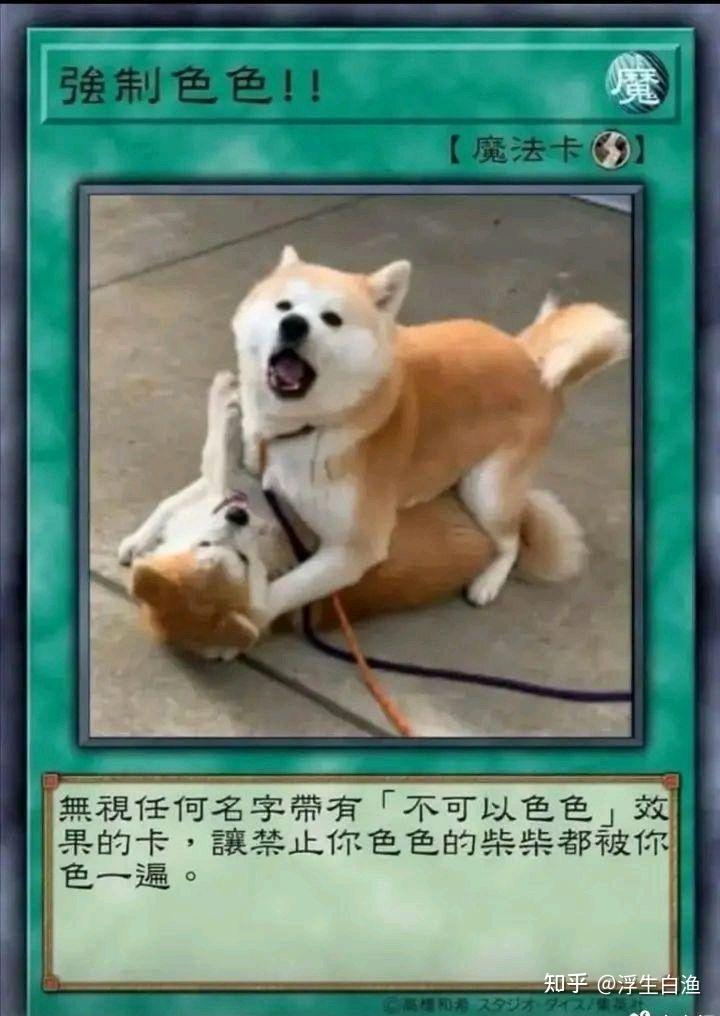 柴犬游戏王卡牌表情包图片