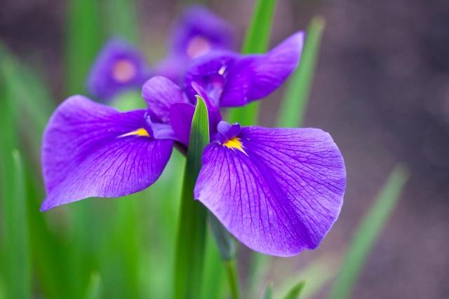 日本七十二候 菖蒲華 知乎 日本七十二候 菖蒲華 知乎