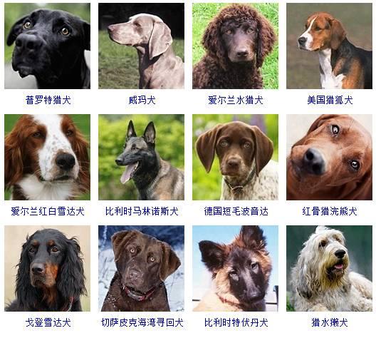 178种狗狗品种大全,原来按体型智商都是这么分! - 知乎