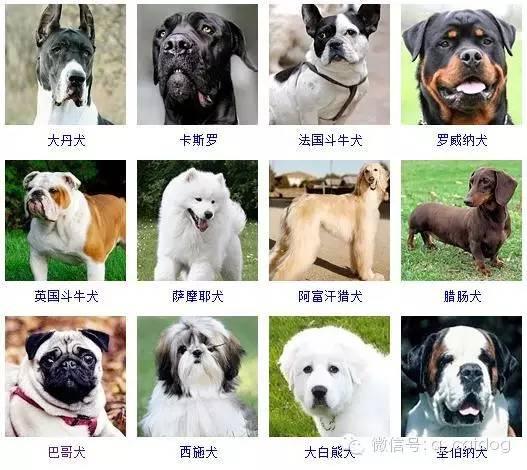 178种狗狗,你认识多少? - 知乎