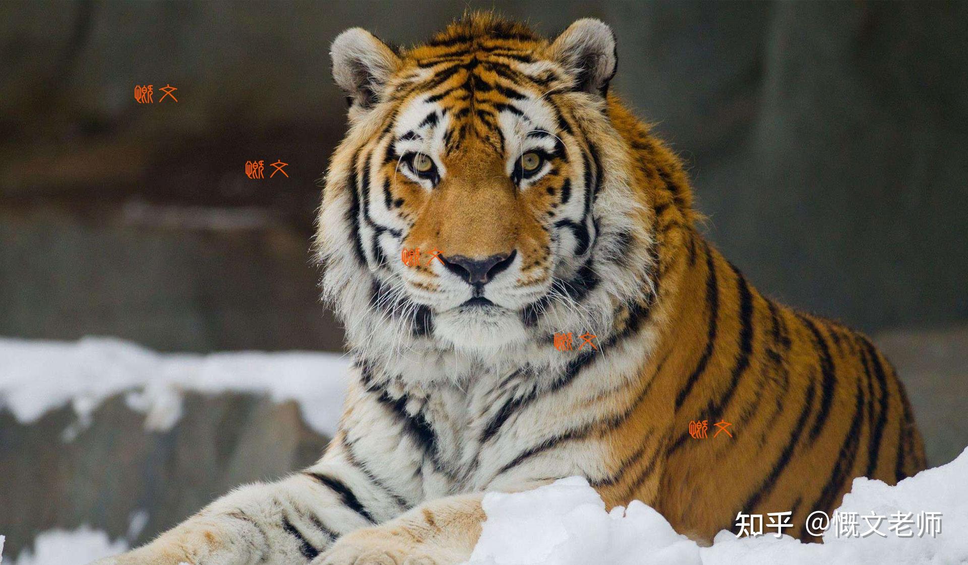 老虎美颜了雄性东北虎瘦脸惹争议