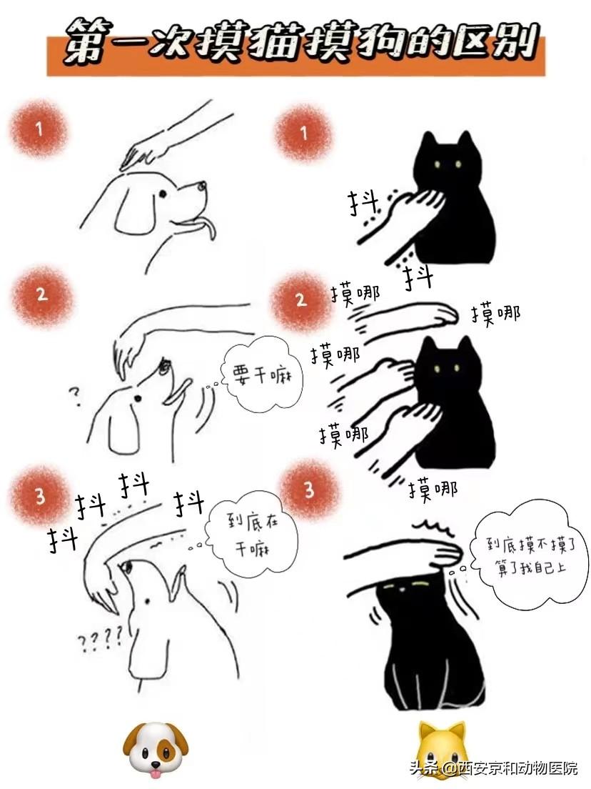宠物｜撸猫撸狗的区别｜附撸猫撸狗图鉴图 - 知乎
