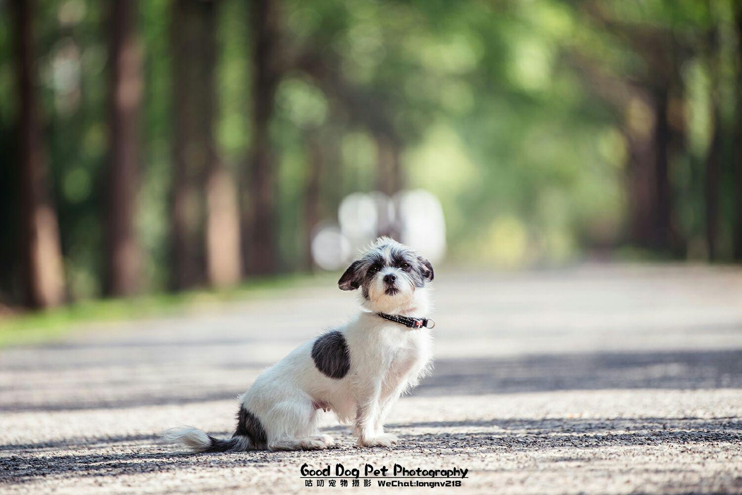 萌宠小大人之尤达篇