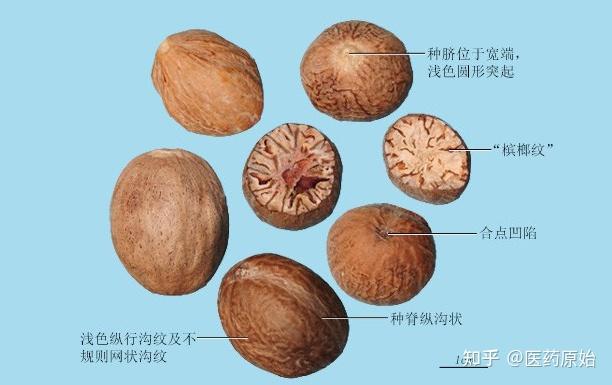 带你识别肉豆蔻