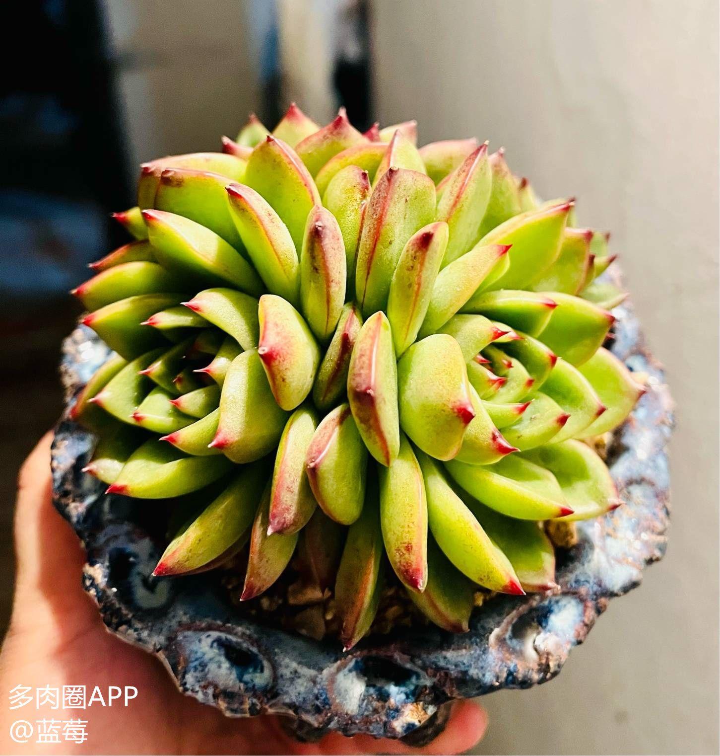 今天聊一聊多肉月亮石的养护小知识这几点一定要记