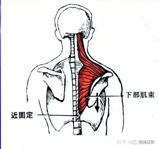 溜肩体态不良教你改善