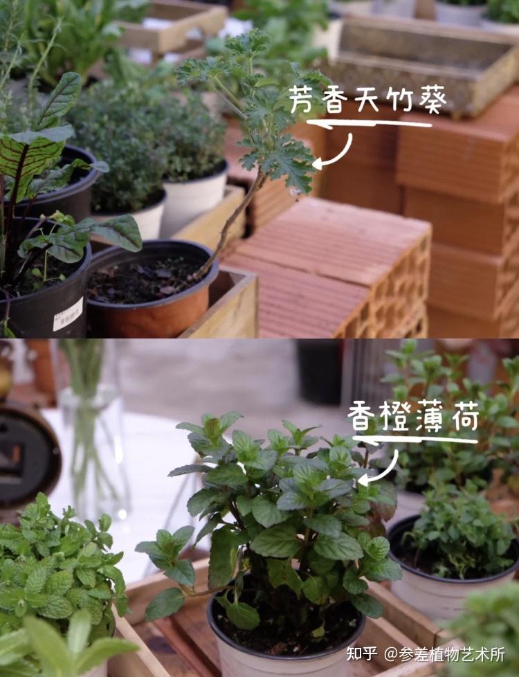 分享16种可食用香草植物 - 知乎