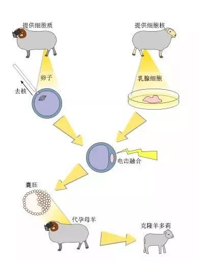 科普|动物克隆庄园:从多莉羊到克隆猴 - 知乎