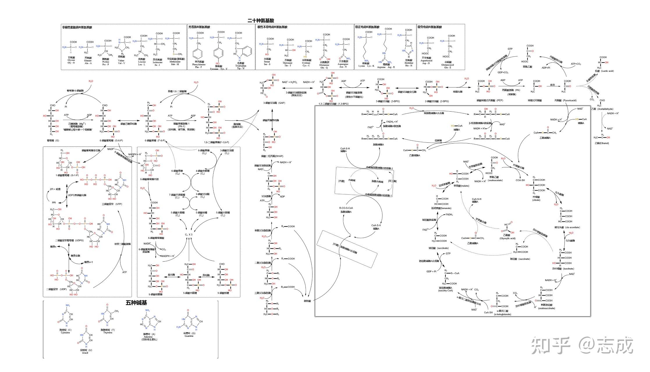 「生化图」生物化学：能量代谢生物化学公式 - 知乎