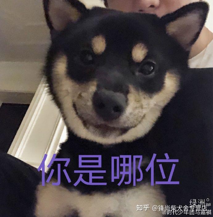 从专业角度看马嘉祺的柴犬柴六斤品相如何