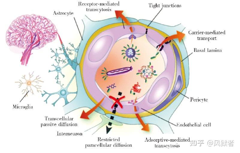 血脑屏障脑淋巴液循环组织液脑膜血睾屏障