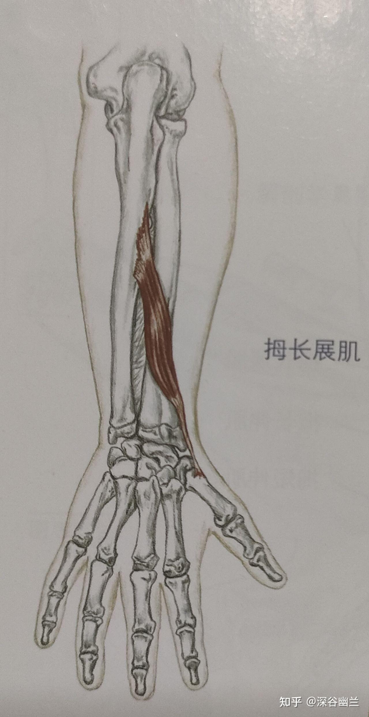 參與腕內收(尺偏)動作的肌肉有:尺側腕伸肌,尺側腕屈肌.