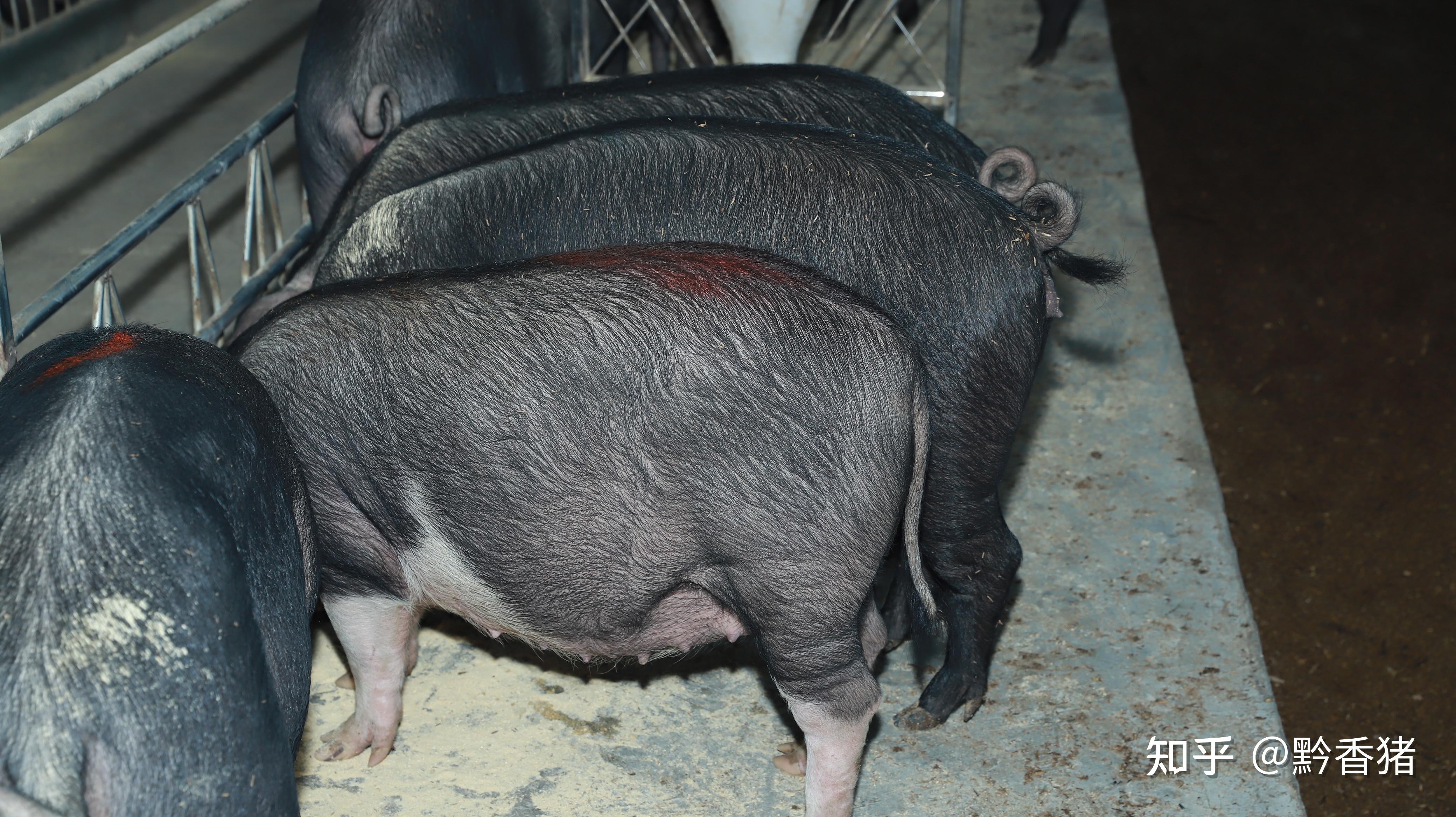 著名的梅山猪,二花脸猪,枫泾猪,嘉兴黑猪等都是深色黝黑的.1.