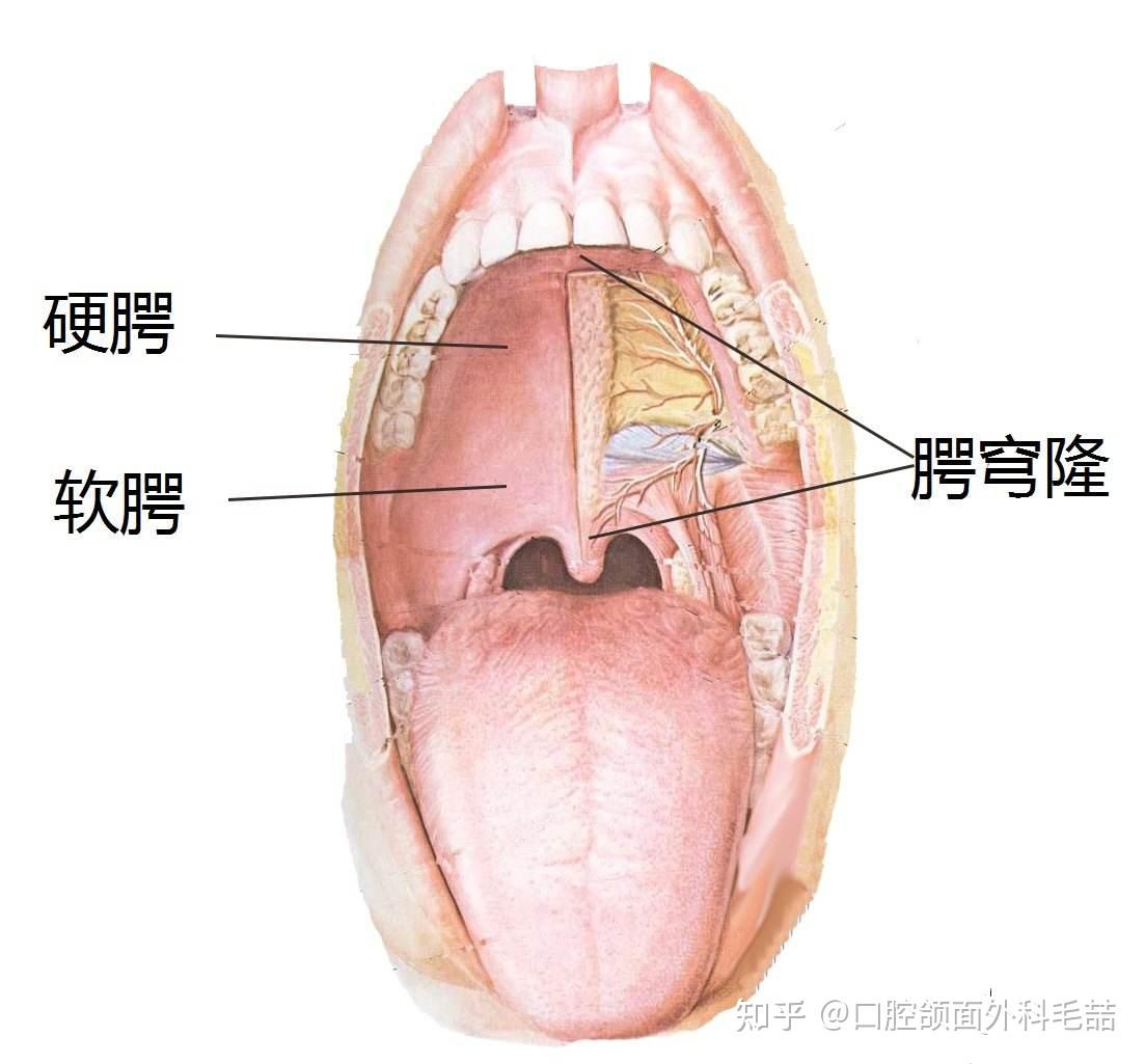 舌咽弓图片