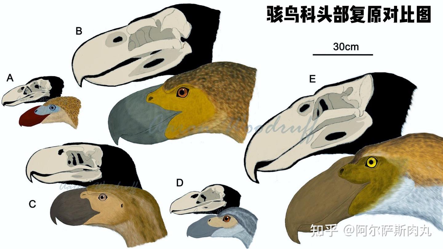 「Prehistoric Park丨史前公园 1」巨鸟奔腾——骇鸟兴衰简史 - 知乎