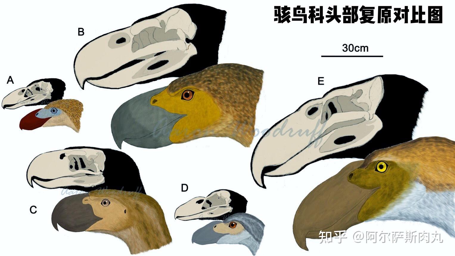 「Prehistoric Park丨史前公园 1」巨鸟奔腾——骇鸟兴衰简史 - 知乎