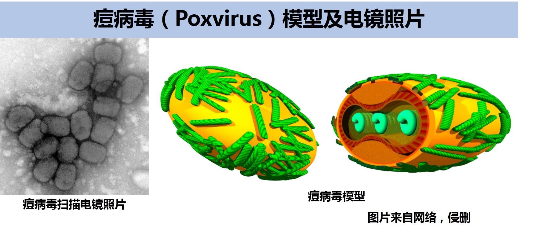 痘病毒1——正痘病毒属 之 病原学