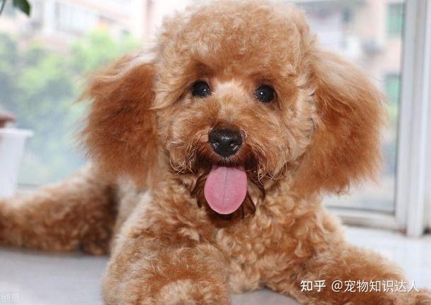 1,喂美毛食物泰迪犬出現白毛的情況,主人可以給它餵食一些美毛的食物