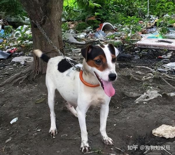 中国“6大猎犬”,很多人还不认识,几乎濒临灭绝 - 知乎