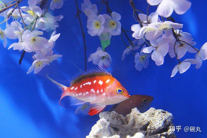 樱花季聊聊名字里带樱的那些鱼们