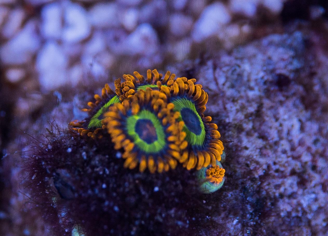 就是我们最常见的那些纽扣一般来说,虽然说软珊瑚,海葵中有部分种类都