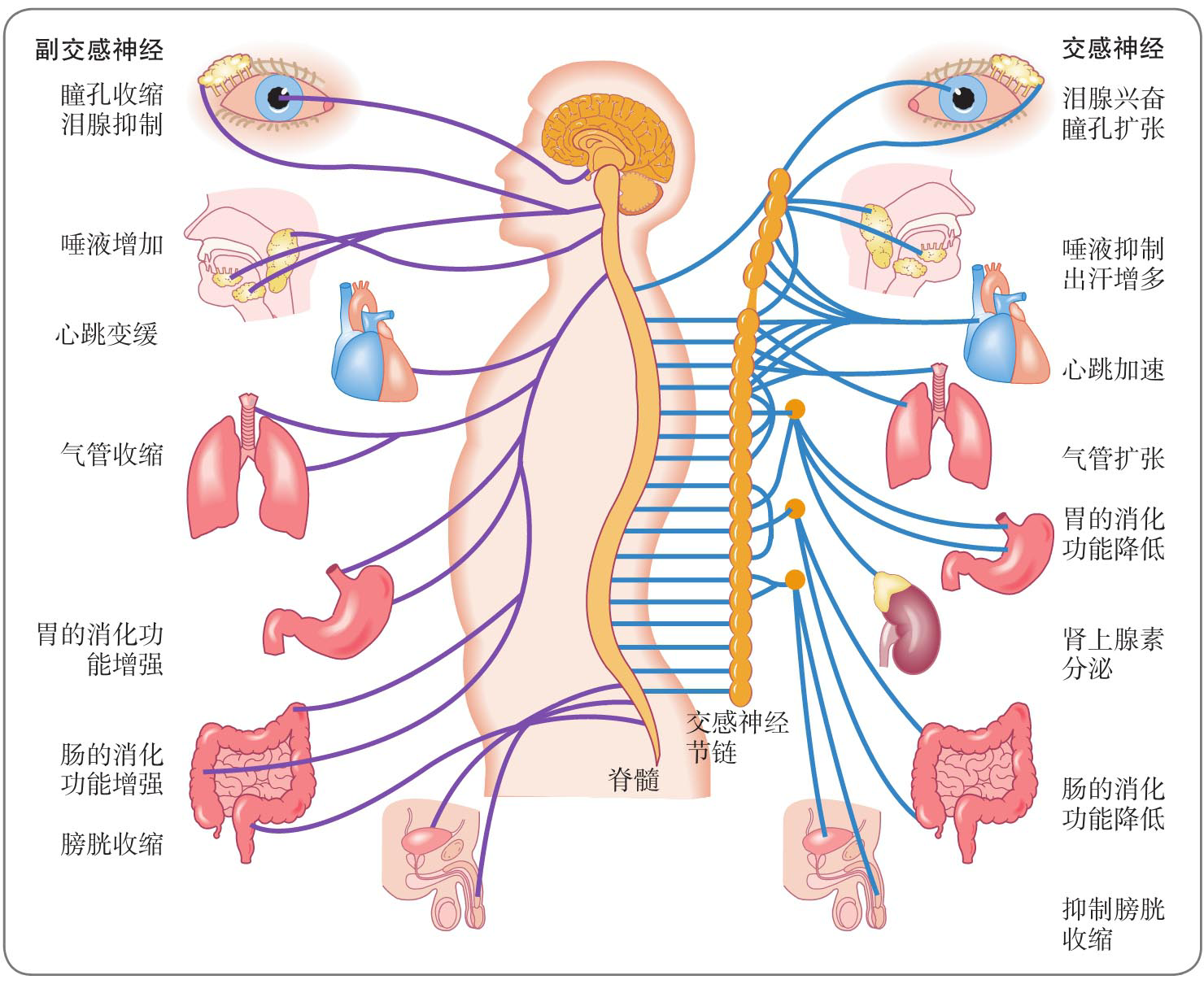 感觉神经分布图图片