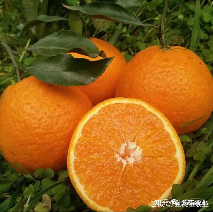 春见成熟的季节是几月(春见成熟的季节是几月几日)