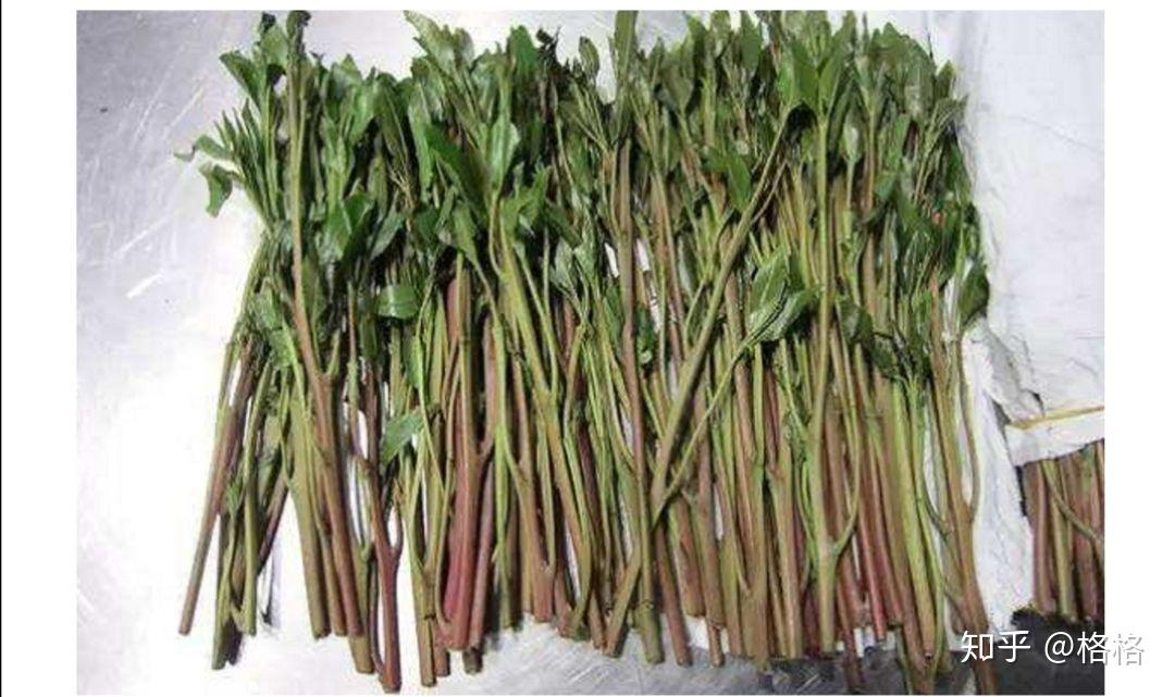 恰特草 新毒品 - 知乎