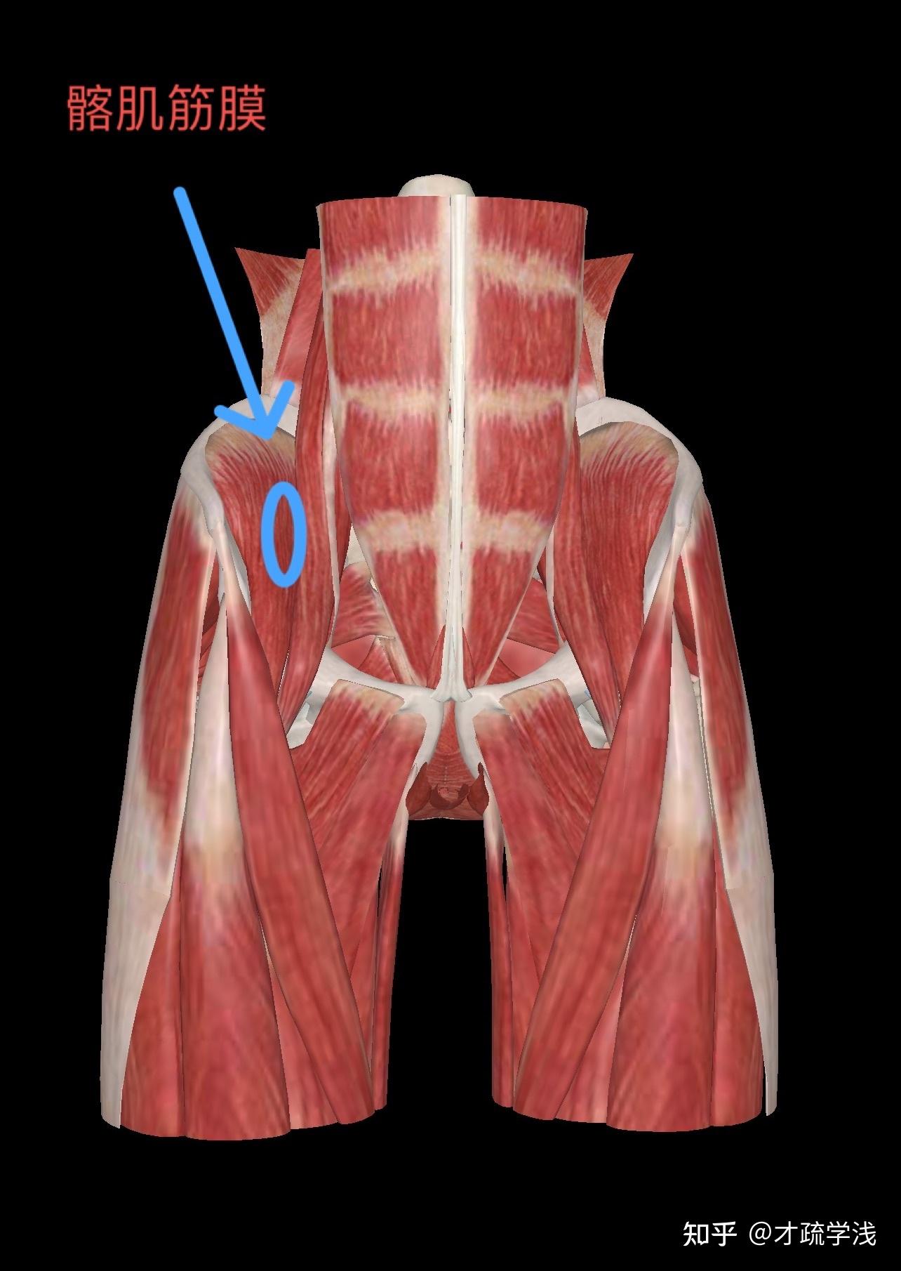 骨盆前移肌肉图片