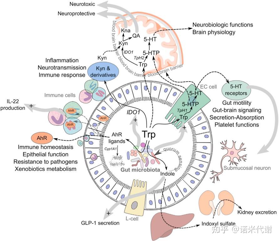 靶向代谢应用专题 | 色氨酸如何介导多种疾病的代谢变化及技术路线分享 - 知乎