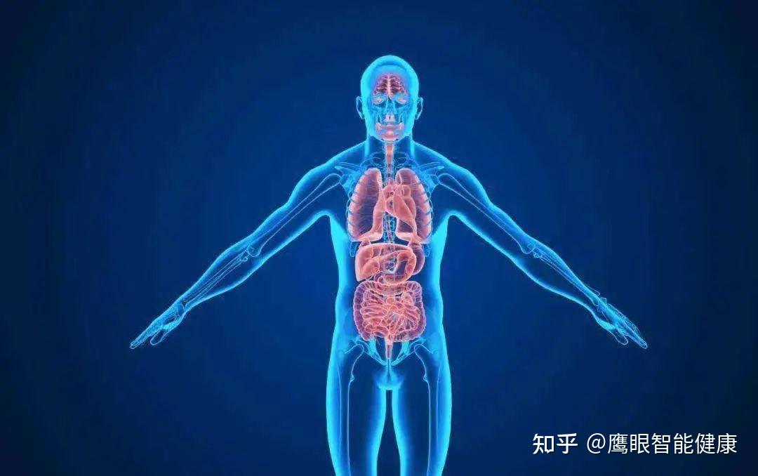 中医所称“三焦”的实质及其临床意义 - 知乎