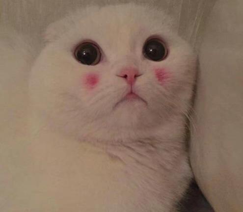 猫咪表情包撩妹图片