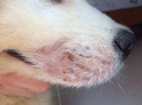 2,口服伊维菌素,不建议柯利犬使用,其他犬种可适用,一般四周内可痊愈.