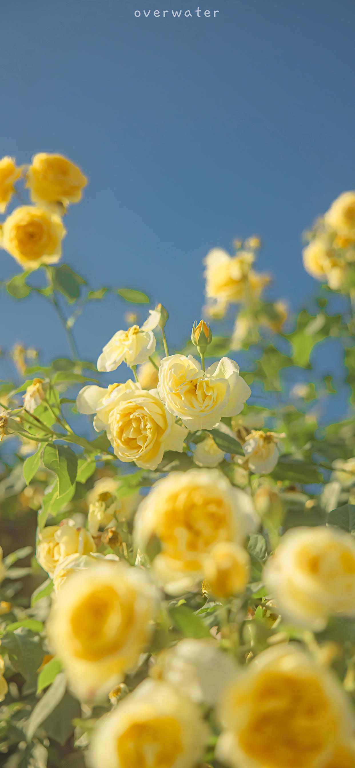 有什么好看的朋友圈背景图和壁纸推荐吗?