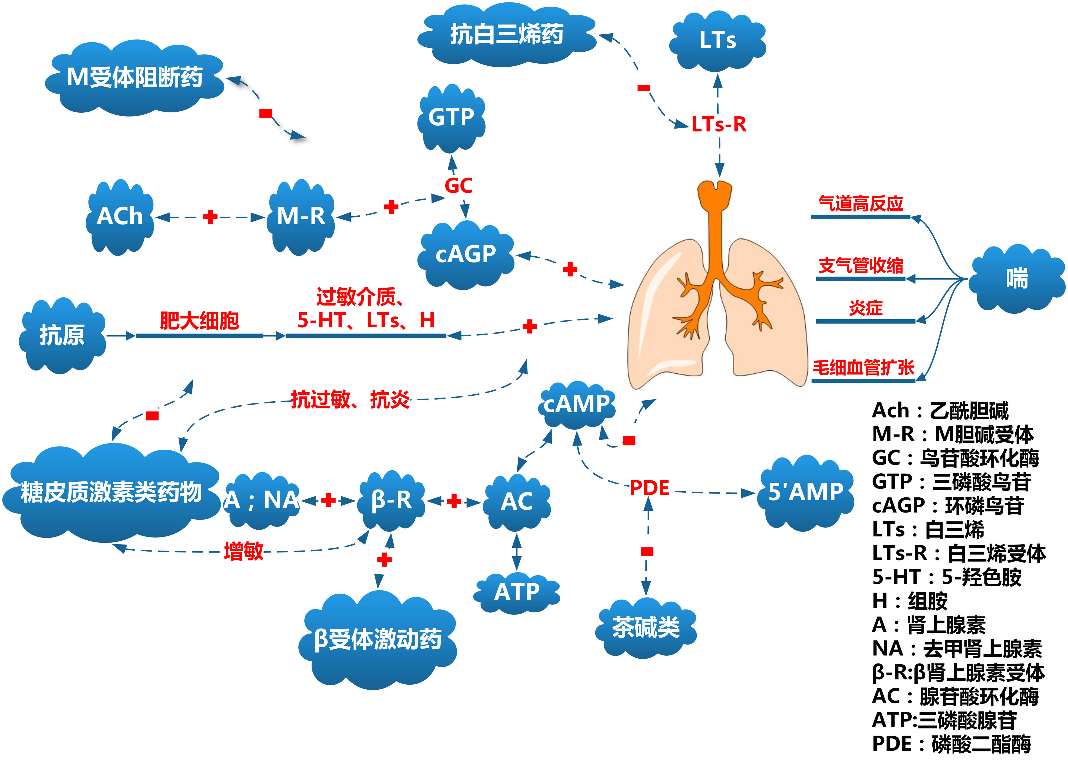 四张图搞定呼吸系统疾病用药
