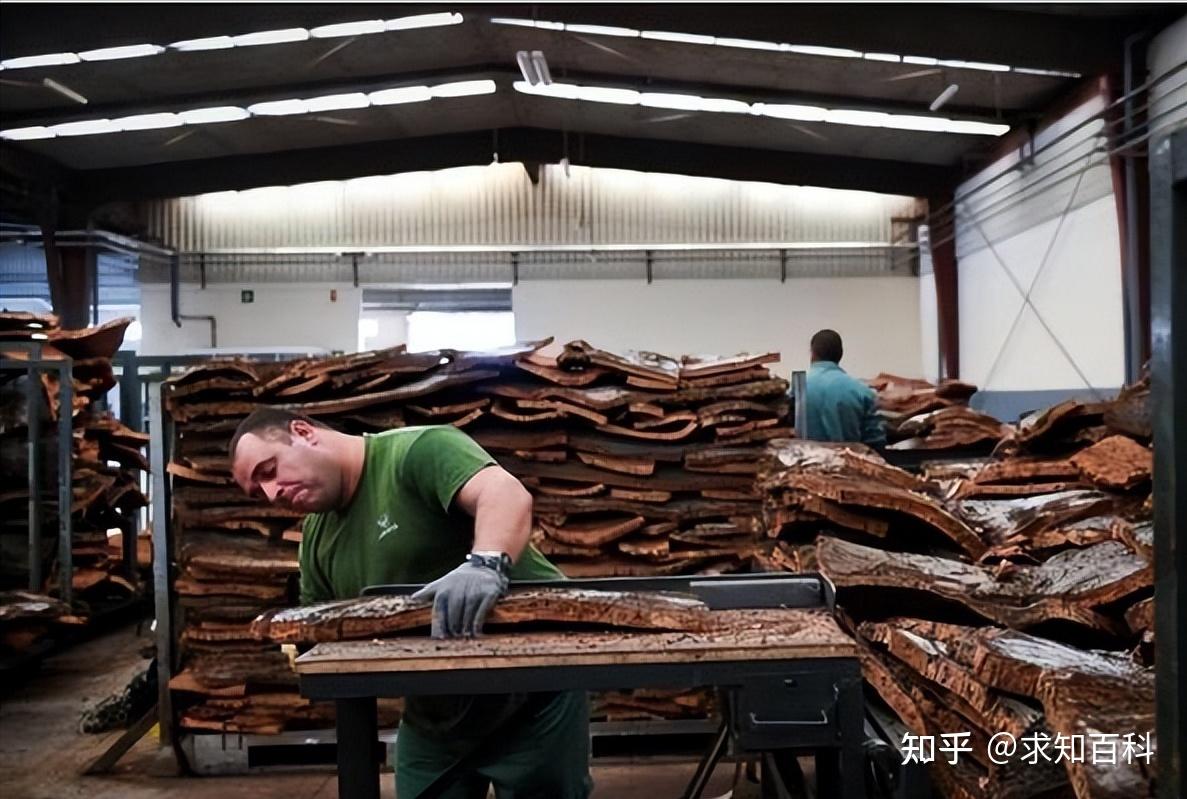葡萄牙橡树皮号称软黄金,剥皮剥了60亿,我国为何不种植? - 知乎