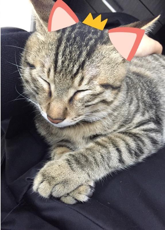 把一只普通的狸猫当宠物养是什么样的体验? -