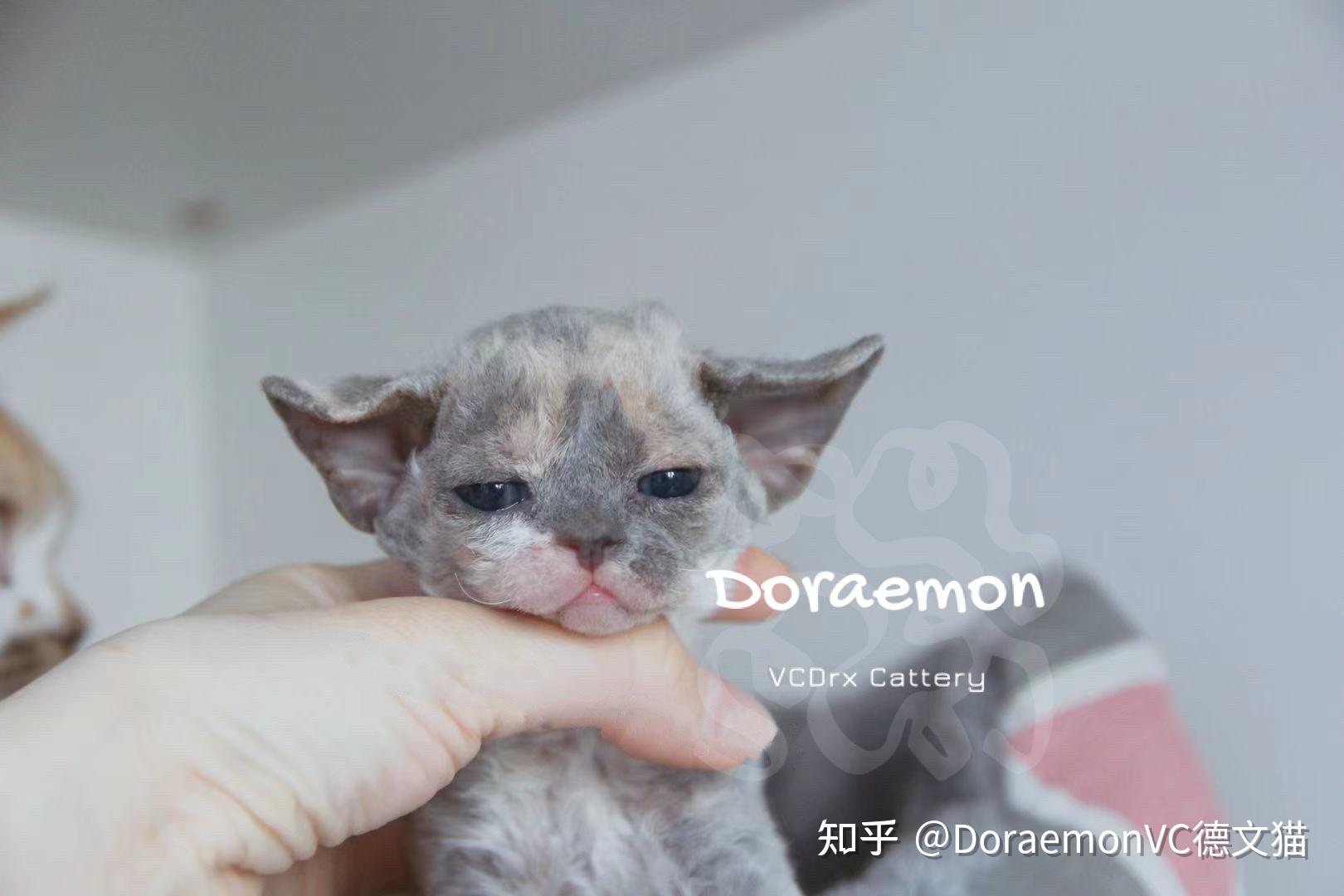 为什么是德文卷毛猫? - 知乎