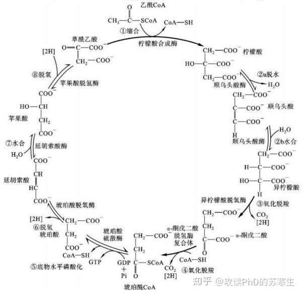 生物化学糖代谢主观题真题解析! - 知乎