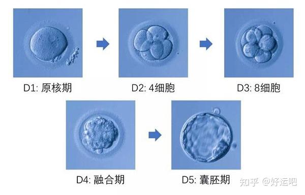 囊胚等级会影响试管成功率吗? - 知乎