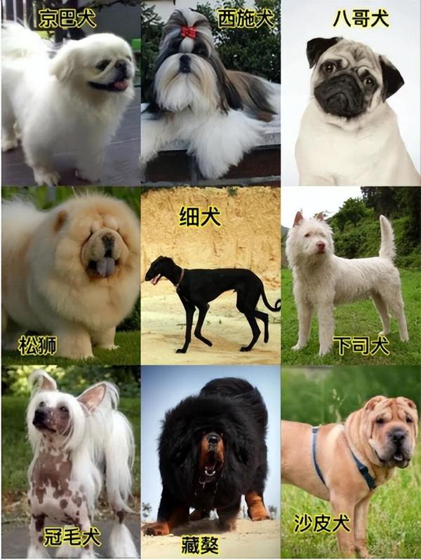 中国狗狗都有哪些品种? - 知乎