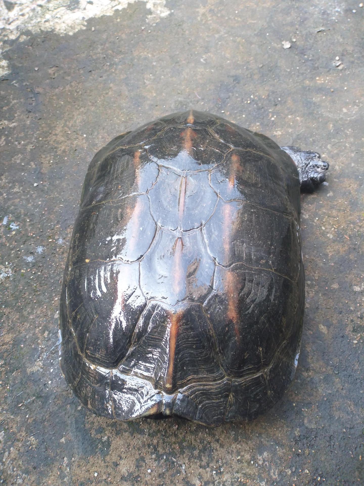 缅甸黑山龟饲养简述