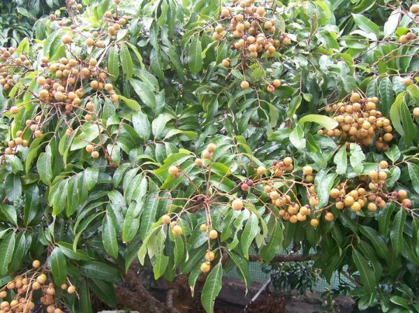 百木讲坛第11期番龙眼